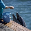 守ってあげたい生き物たち