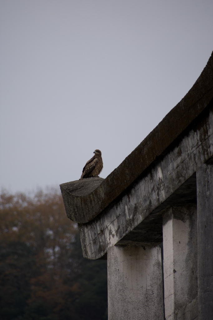 鳥居？