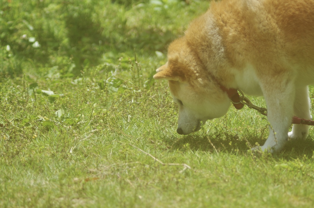 生き物が好き