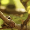 アカスジキンカメムシの幼虫