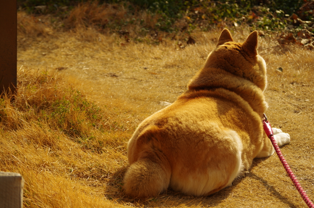 冬の芝生と柴犬