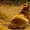 冬の芝生と柴犬