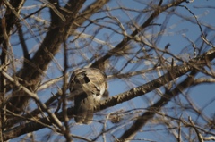 鳩撮