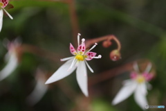 ユキノシタの花