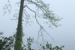 白霧の森7