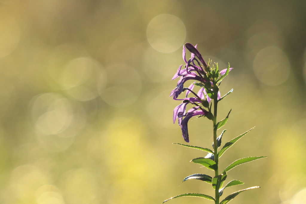 Morning whisper iii