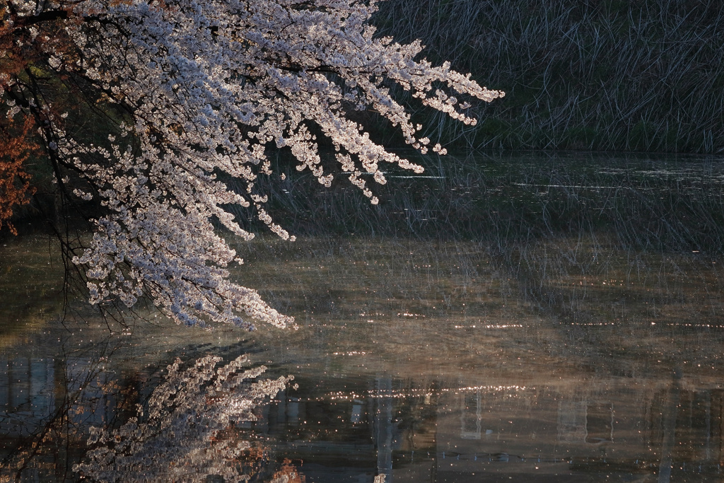 山形の桜2（4月の備忘録）