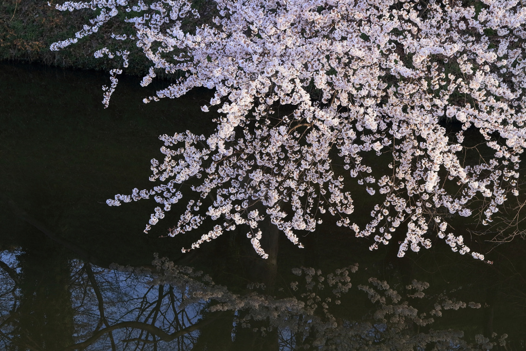山形の桜3（4月の備忘録）