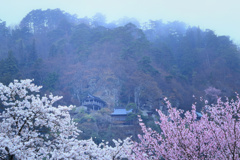 山形の桜12（4月の備忘録）