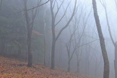 白霧の森 iv