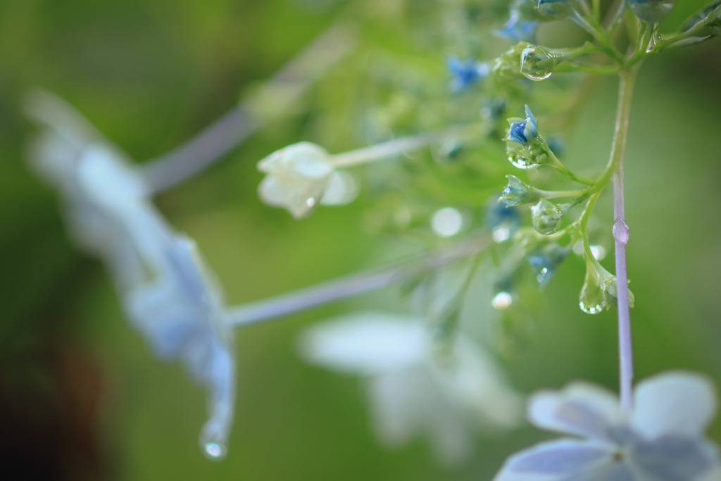 7月の雨 9