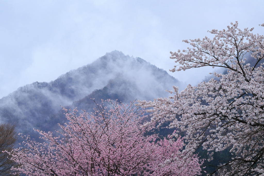 山形の桜14（4月の備忘録）