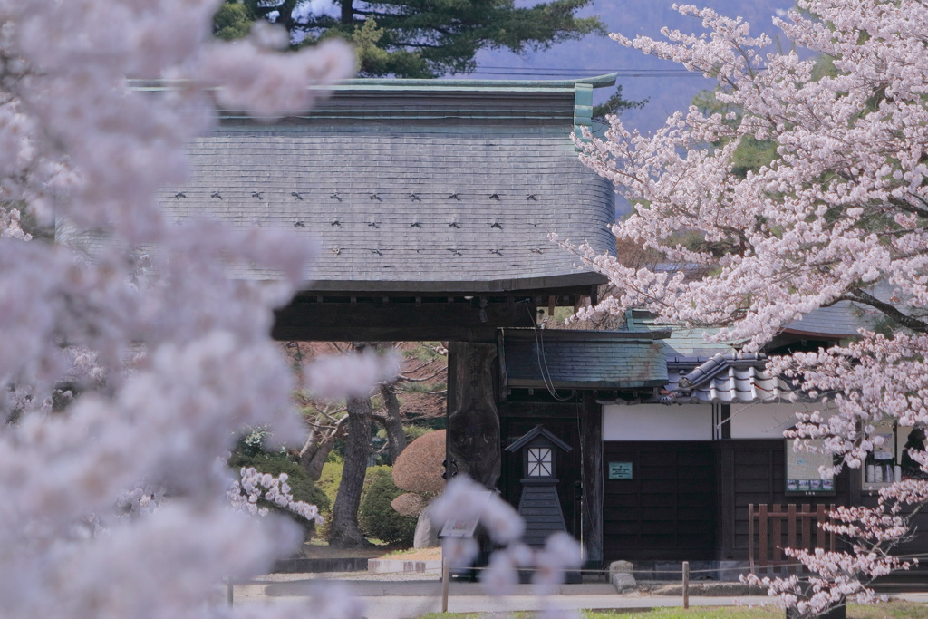 山形の桜17（4月の備忘録）