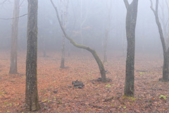 白霧の森 iii