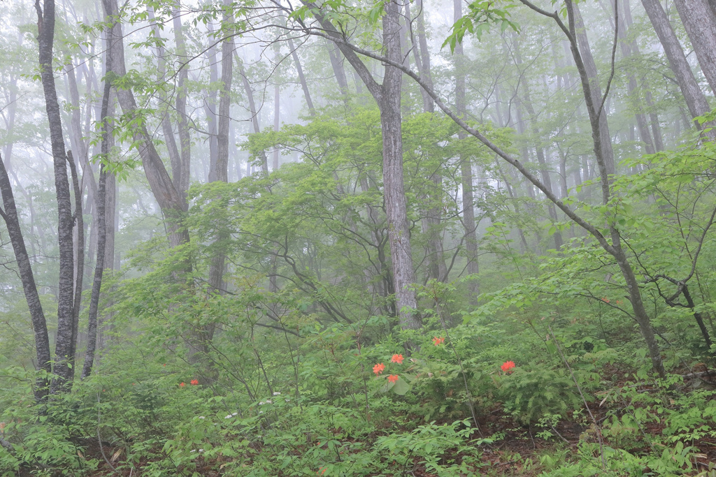 白霧の森5