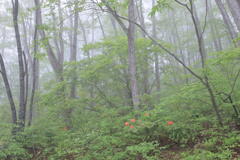 白霧の森5