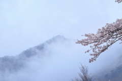 山形の桜11（4月の備忘録）