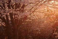 山形の桜9（4月の備忘録）