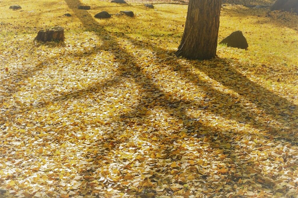 autmn shadow ii