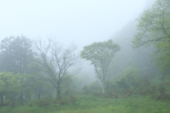 白霧の森3