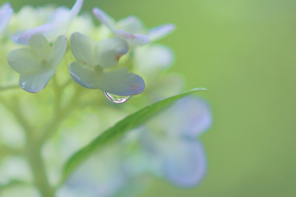 7月の雨 6