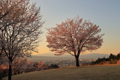 山形の桜6（4月の備忘録）