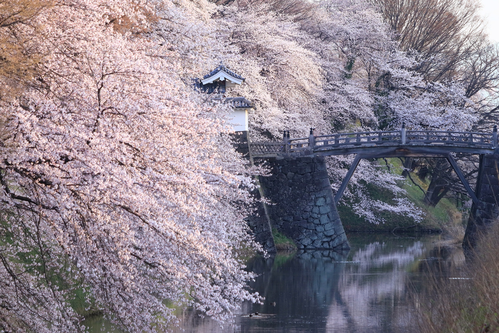 山形の桜1（4月の備忘録）