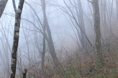 白霧の森 ii