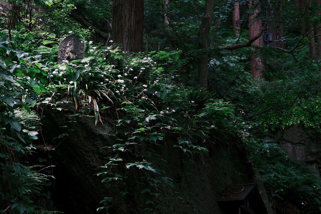雨の山寺をクラシックネガで歩く4/9
