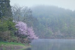 水芭蕉の眠る森8