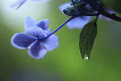 7月の雨 8