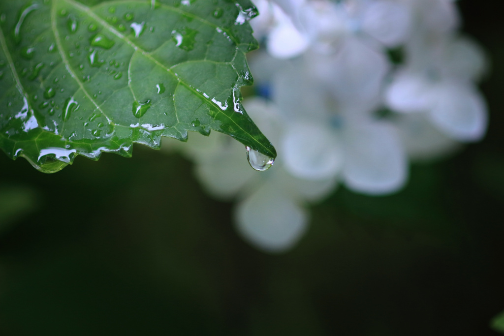 7月の雨 4