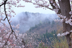 山形の桜13（4月の備忘録）