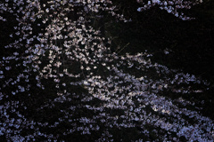 山形の桜4（4月の備忘録）