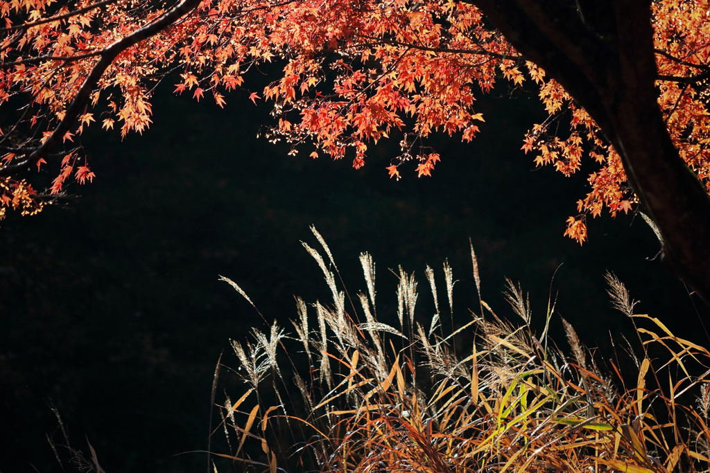 秋紅の舞 ii