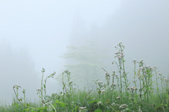 白霧の森2