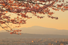 山形の桜8（4月の備忘録）