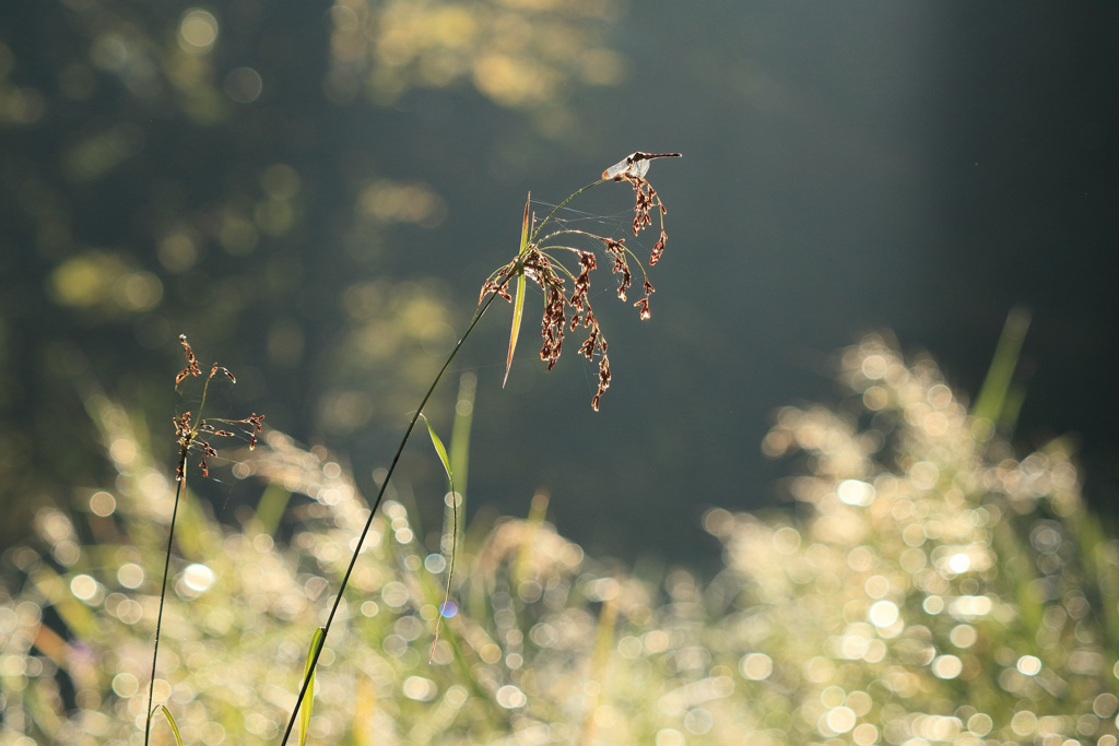 Morning whisper ii