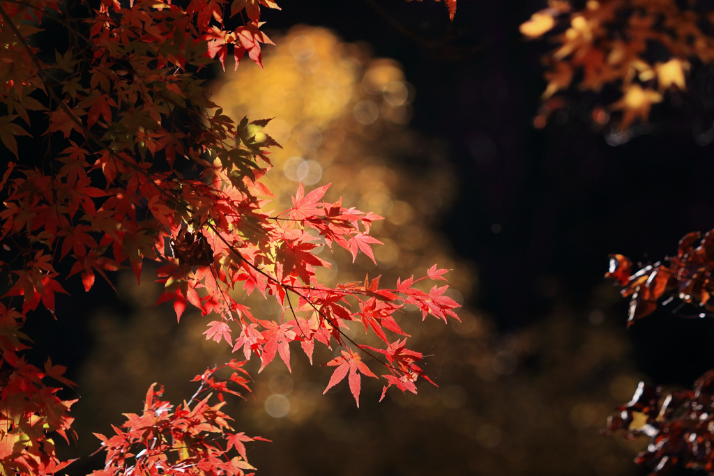 秋紅の舞 i