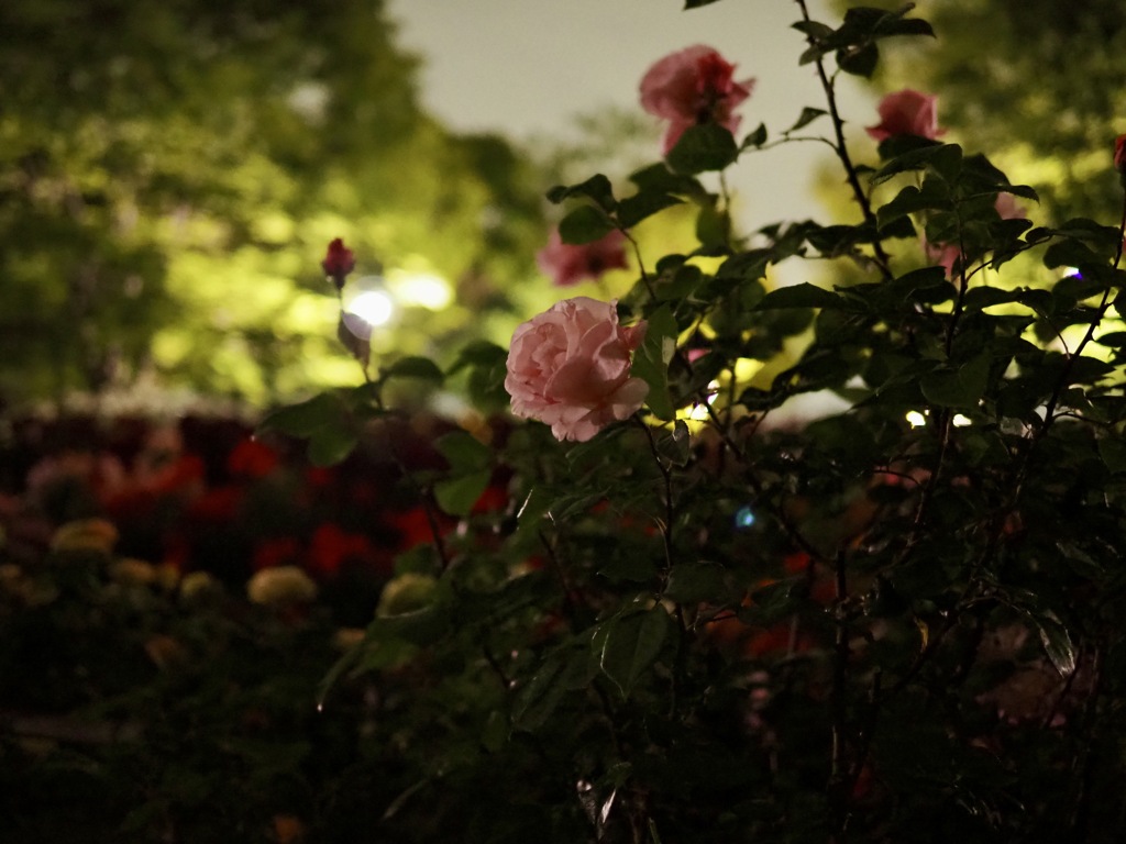 夜散歩
