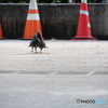 鳩のカップル3