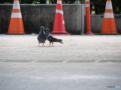 鳩のカップル2