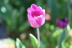 チューリップ