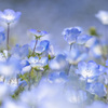 花フェスタ4