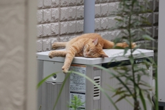 もしかして（昼下がり）♪