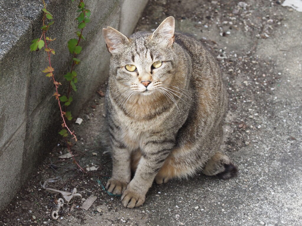 ご飯待ち♪