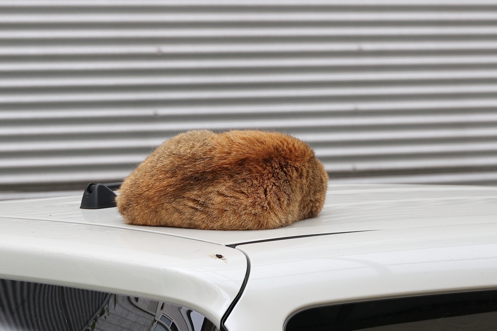 タワシ（物体）