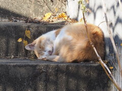 「元日のネコ」♪