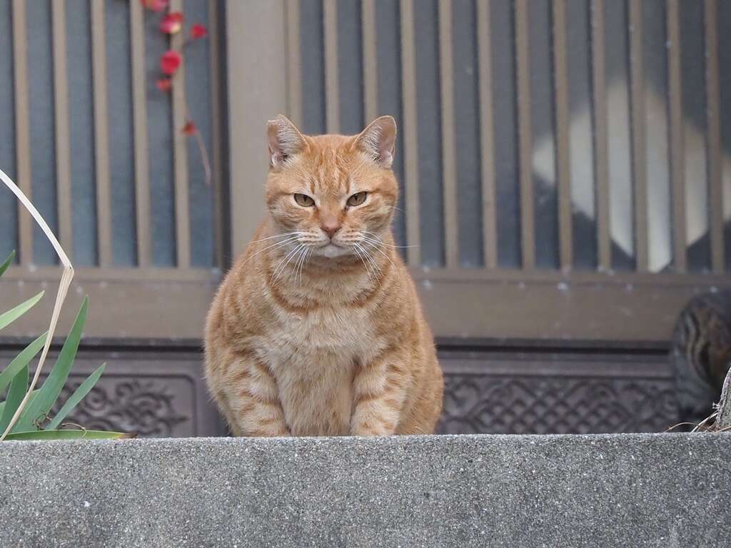 ぽっちゃり♪