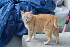 クリーム茶トラ（本日も、ねこ日和）♪